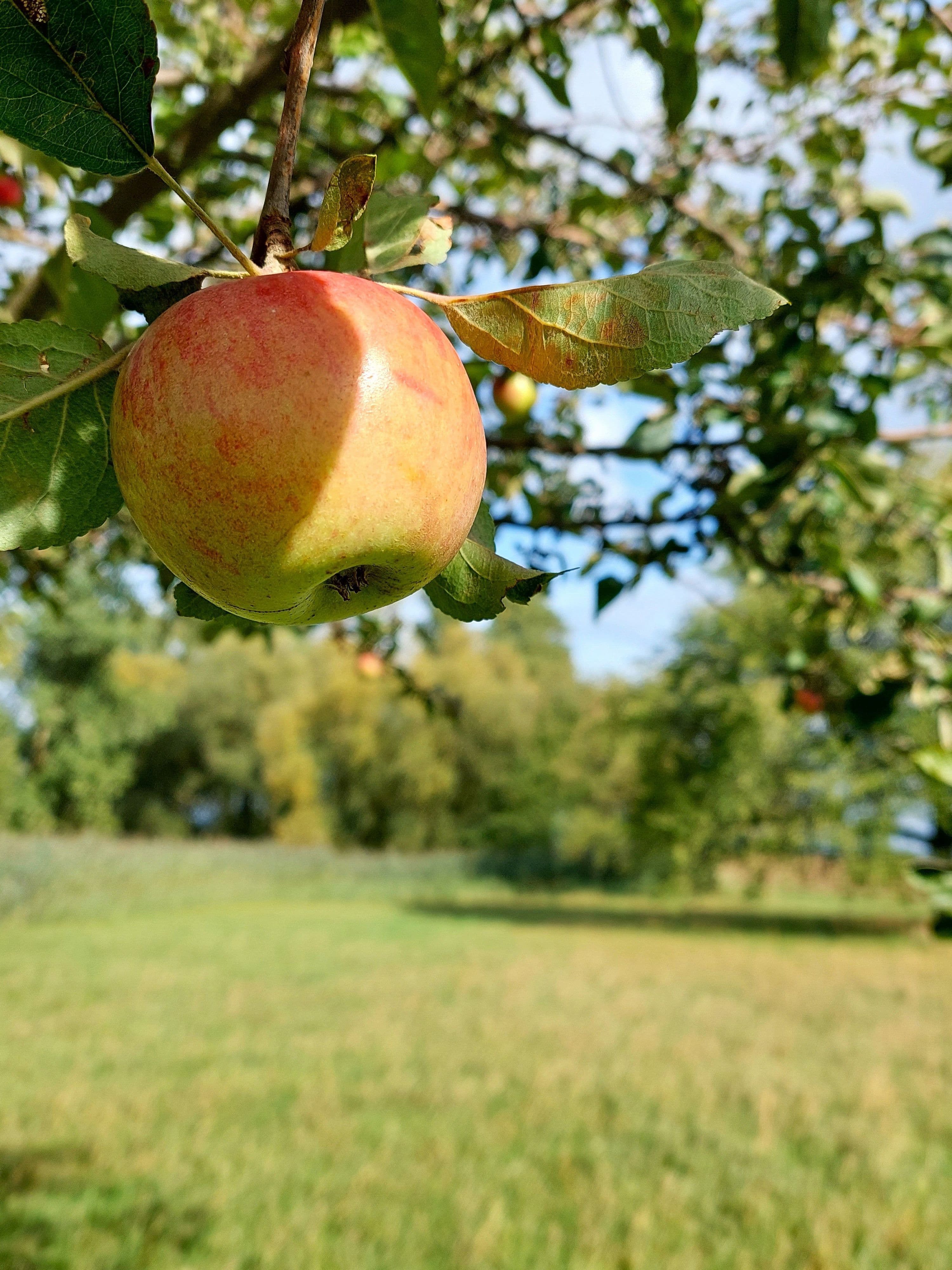 Entdecken Sie die Streuobstwiesen im Teufelsgrund