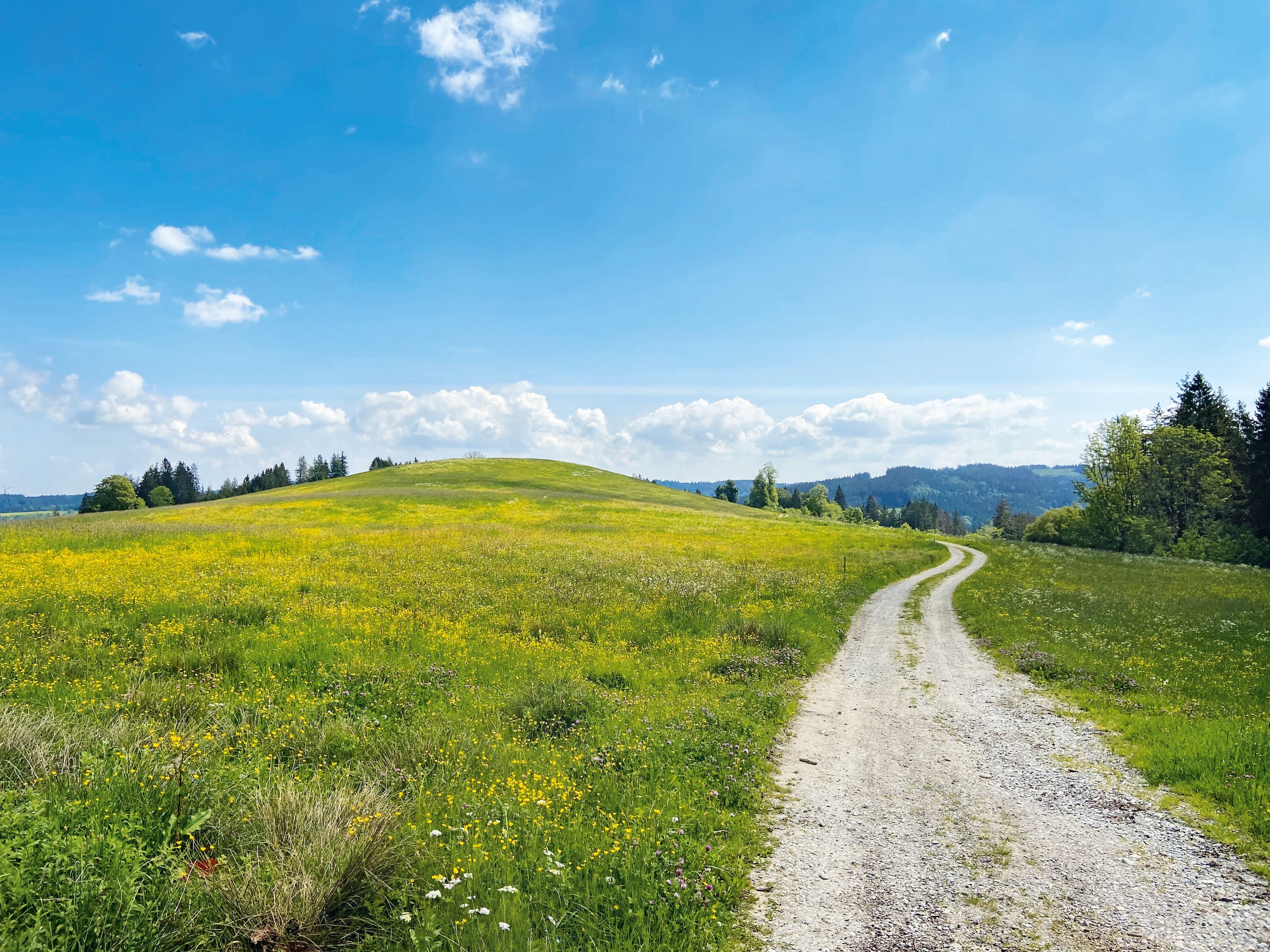 Geführte Wanderung im Vogelschutzgebiet Adelegg