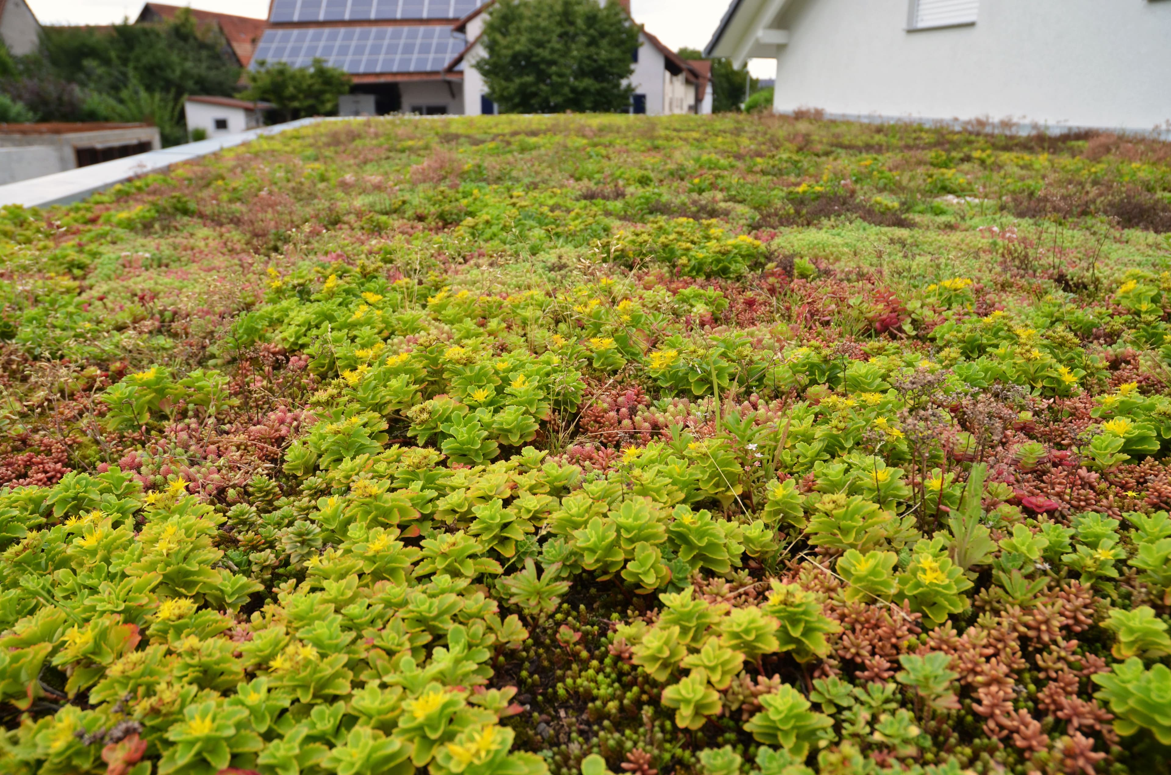 Grünes Dach, gesundes Klima: Familie Hummels Insektenparadies