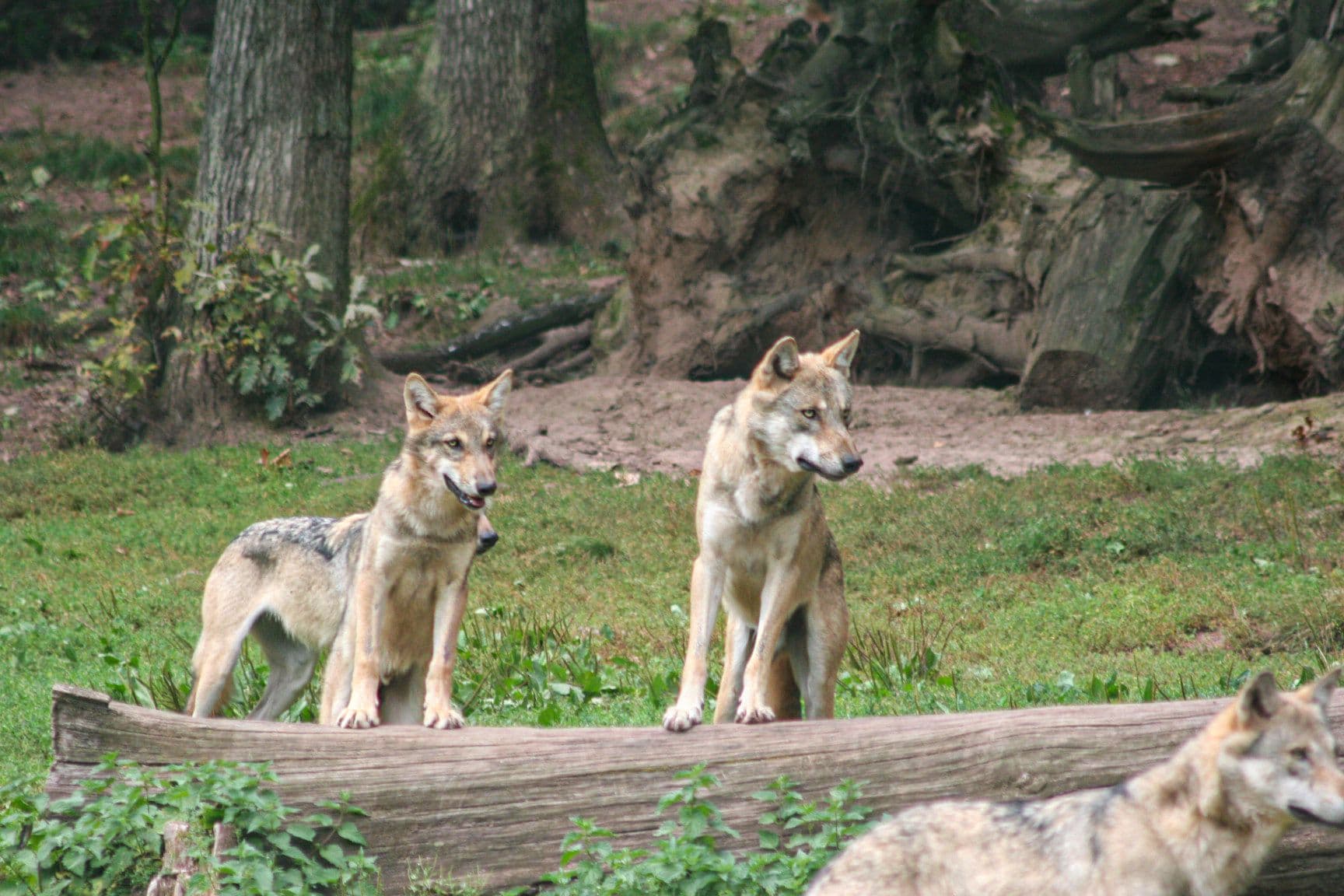 Pforzheims Grünes Gold: Der Wolf kehrt zurück