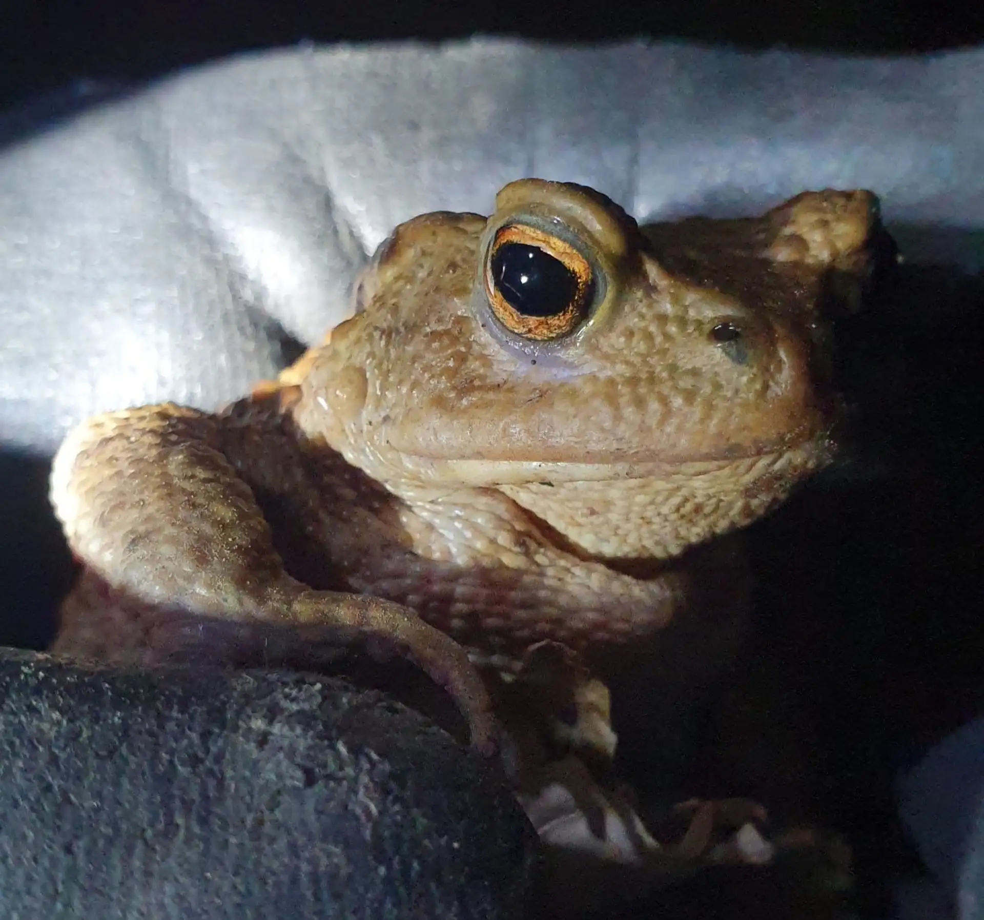 Amphibienwanderung in Lahr: Ein spektakuläres Naturschauspiel beginnt!