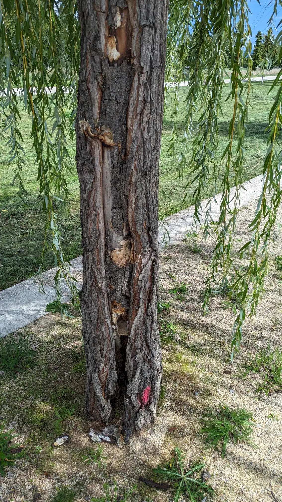 Drastische Maßnahmen gegen Weiden-Schmetterling im Seepark Lahr