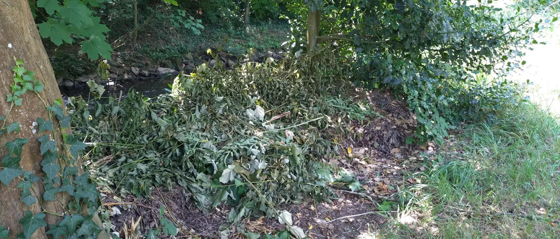 Illegale Gartenabfälle in Lahr: Bußgelder drohen