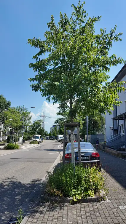 Junger Straßenbaum mit Baumscheibe in Offenburg an einem heißen Sommertag