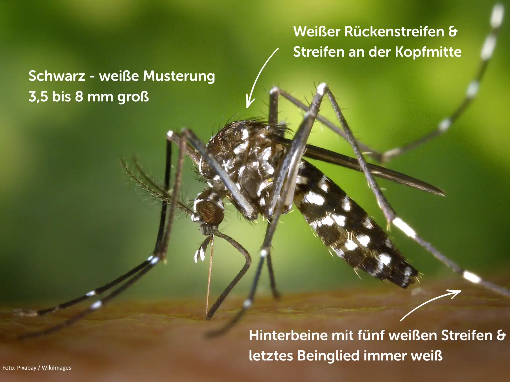 Asiatische Tigermücke