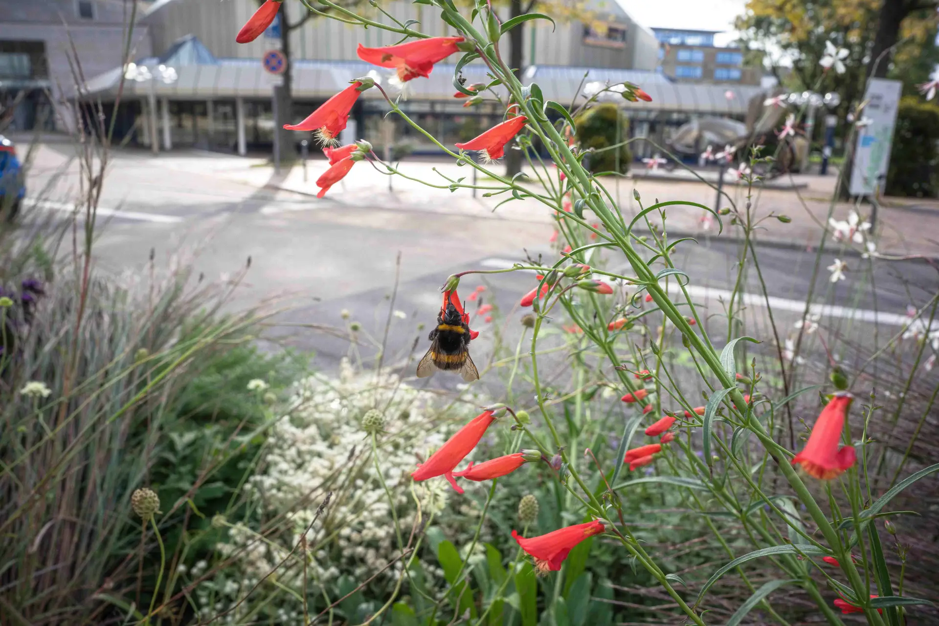 Straßenbegrünung auf der Zerrenner Straße. Bitte bei Verwendung des Bildmaterials den Hinweis ©Stadt Pforzheim; Nadiia Melkumova verwenden.