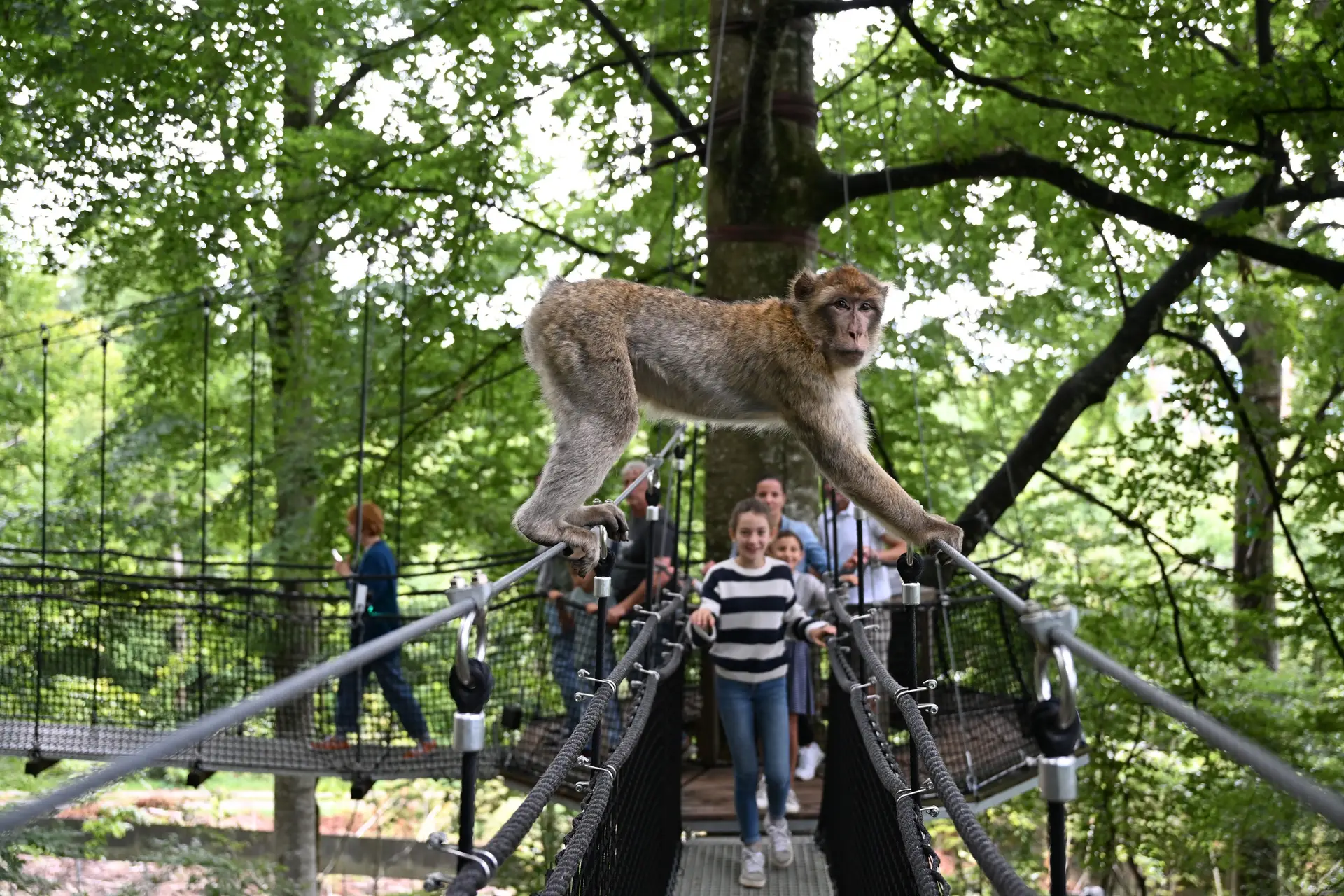 Affenberg Salem mit Gehege und Besuchern im Rahmen eines Verwöhn-tags für pflegende Angehörige.